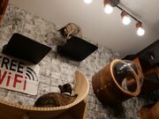 MOCTICRONさんのFang for Stray Catz. ネコカフェファングの投稿写真3