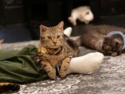 MOCTICRONさんのFang for Stray Catz. ネコカフェファングの投稿写真5