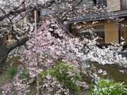 サクラサクさんの祇園の投稿写真1