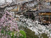 サクラサクさんの祇園の投稿写真2