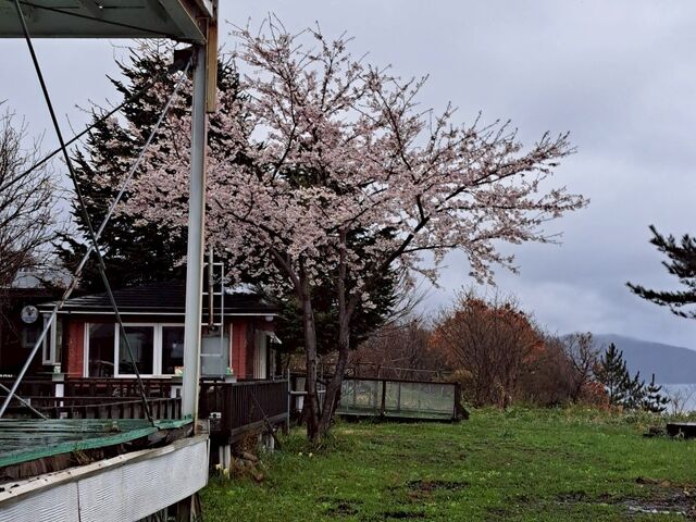 桜満開_当別 風の丘