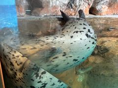 しながわ水族館の写真1