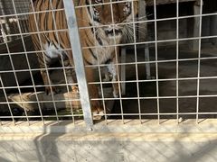しろとり動物園の写真2