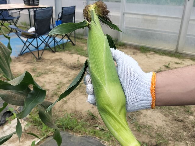 簡単にもぎれます(軍手は貸していただけました)_鈴木農園