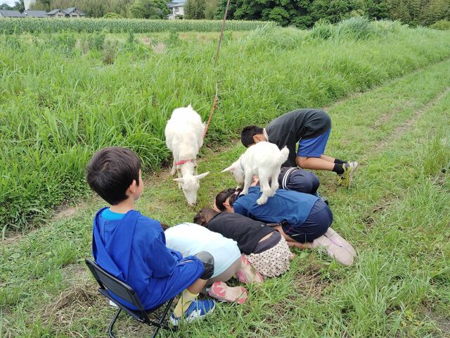 ヤギと触れ合い_はやと農園