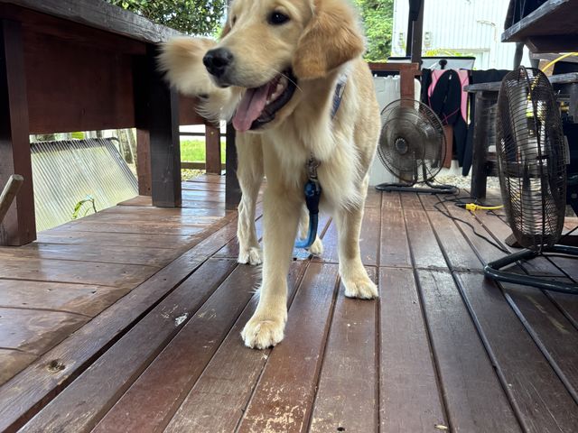 看板犬リリー_ダイビングショップTI.OCEAN
