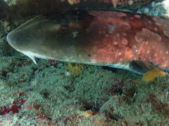 カアナパリの写真1