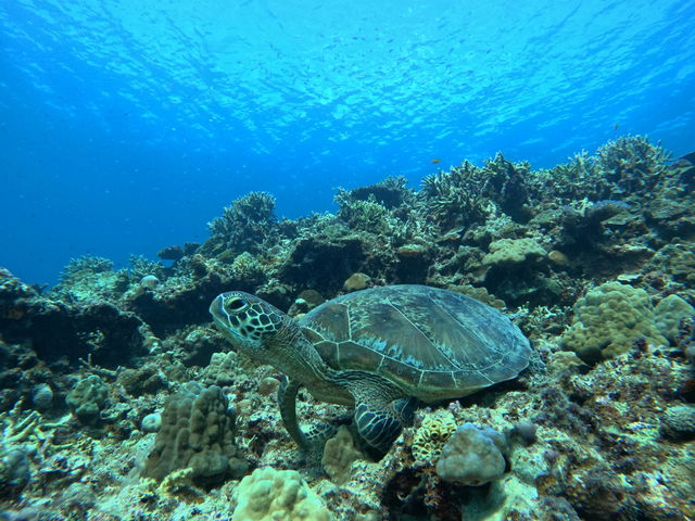 かわいかったー!!_BlueQuest.OKINAWA
