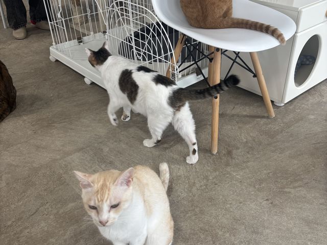 猫ちゃん_はっぴーわんだふる