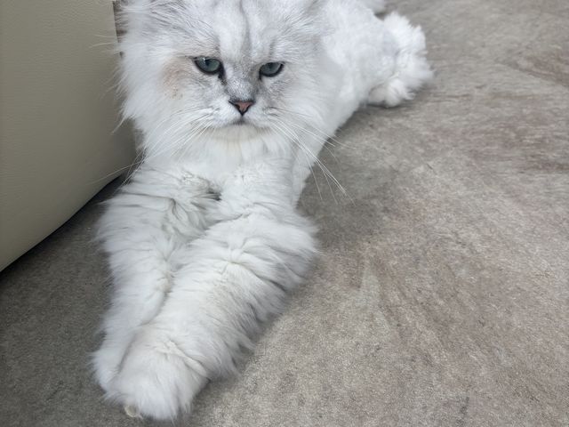 猫ちゃん_はっぴーわんだふる