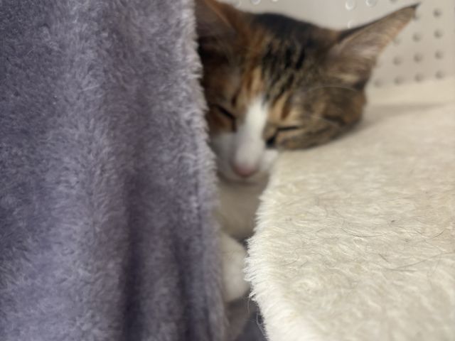 猫ちゃん_はっぴーわんだふる