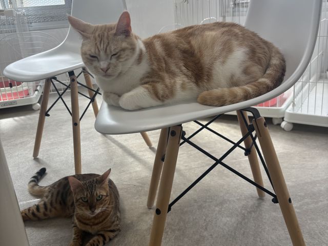 猫ちゃん_はっぴーわんだふる