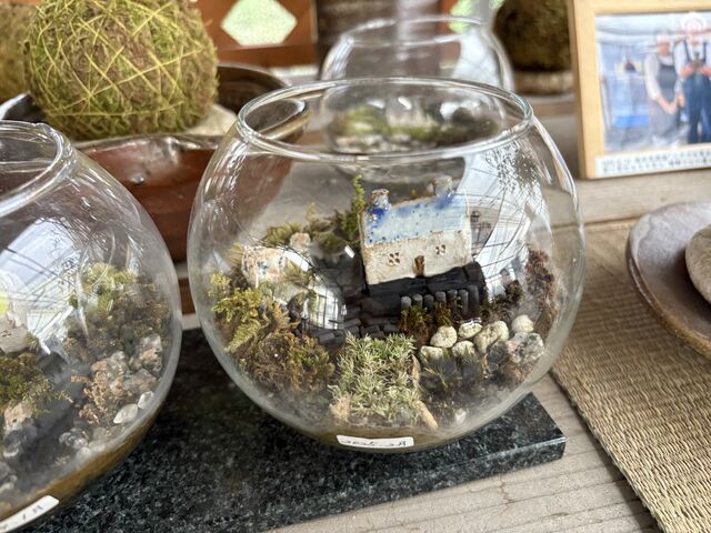 苔のアクアリウムもあります_倉敷グリーンファーム