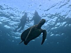 ひかるさんのSouth Blueへの投稿写真1