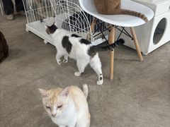 はっぴーわんだふるの写真1