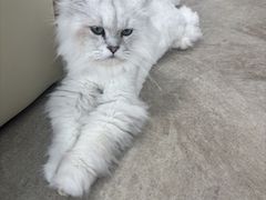 はっぴーわんだふるの写真2