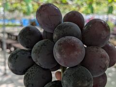 まるよし果樹園の写真1