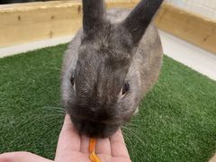 小動物カフェ ロックスター なんばパークス前店の写真1