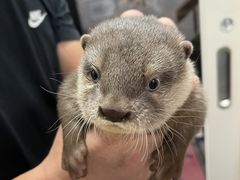 コツメイト池袋サンシャイン店の写真1