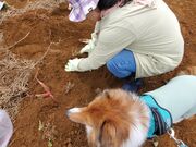 りんりんさんの日の出町観光協会の投稿写真3