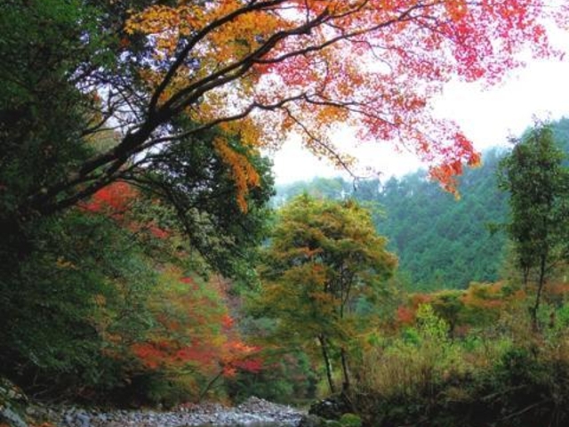 島の川渓谷の写真1