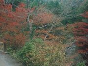 島の川渓谷の写真2