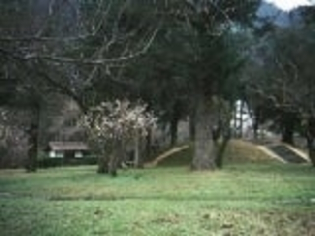 嘉楽園/さくらの写真1