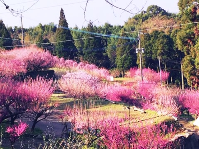 観梅シーズンの境内
_普光寺