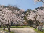 嘉楽園/さくらの写真2