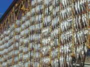 ししゃものすだれ干しの写真1