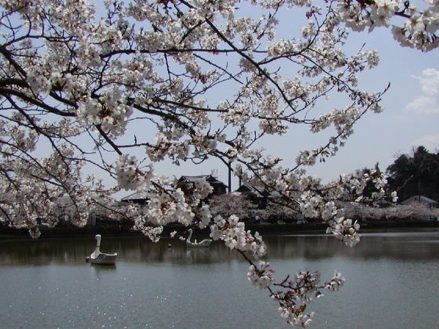 八鶴湖、岩川池の桜_八鶴湖、岩川池の桜