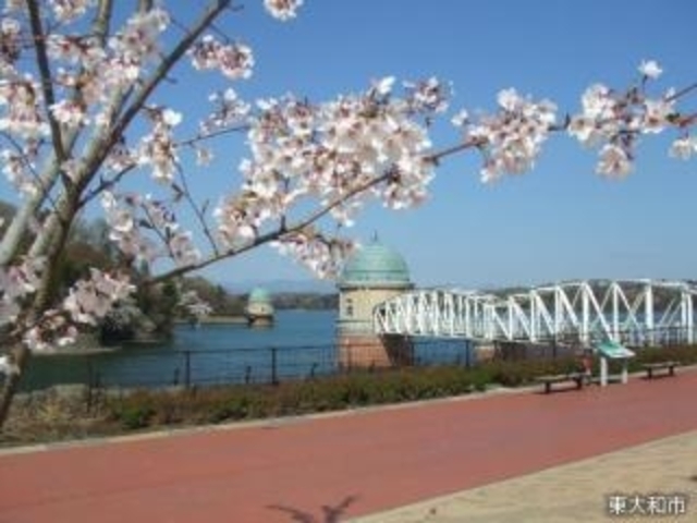 多摩湖の桜の写真1