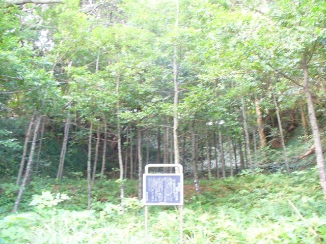 東要寺のナギ自生地の写真1