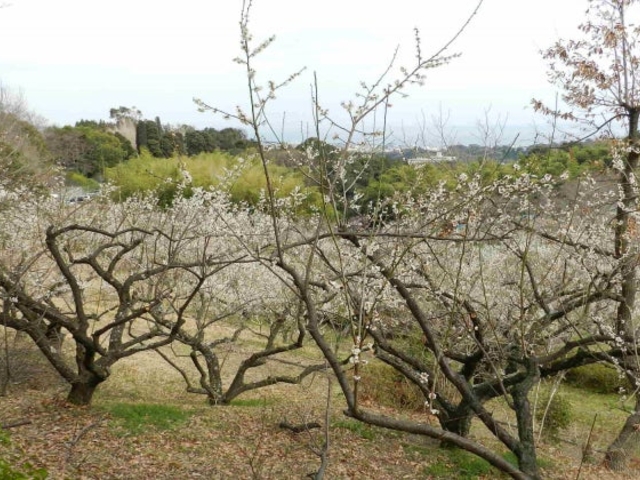 辻村植物公園の梅の写真1
