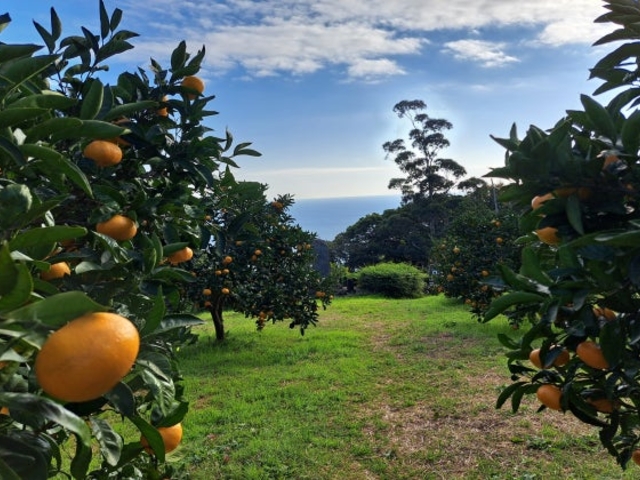 みかん狩園の写真1