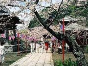 那古寺の桜の写真1