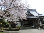 那古寺の桜の写真2
