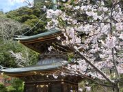 那古寺の桜の写真3