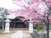 宗吾霊堂の桜の写真2