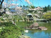 成田山公園の桜の写真1