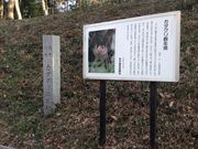 柏市のカタクリ群生地の写真1
