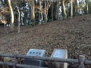 柏市のカタクリ群生地の写真2
