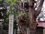 神崎の大クスの写真1