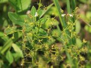 成東・東金食虫植物群落地の写真3