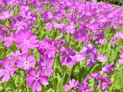 浮間桜草圃場の写真2