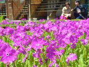 浮間桜草圃場の写真3