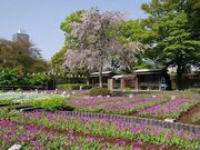 浮間桜草圃場の写真1