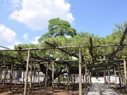 善養寺影向の松の写真1