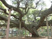 善養寺影向の松の写真2