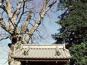 梅岩寺のケヤキとカヤの写真1